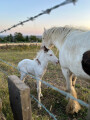 Foal and Mare, Guiseley